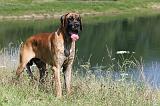 DOGUE ALLEMAND 045